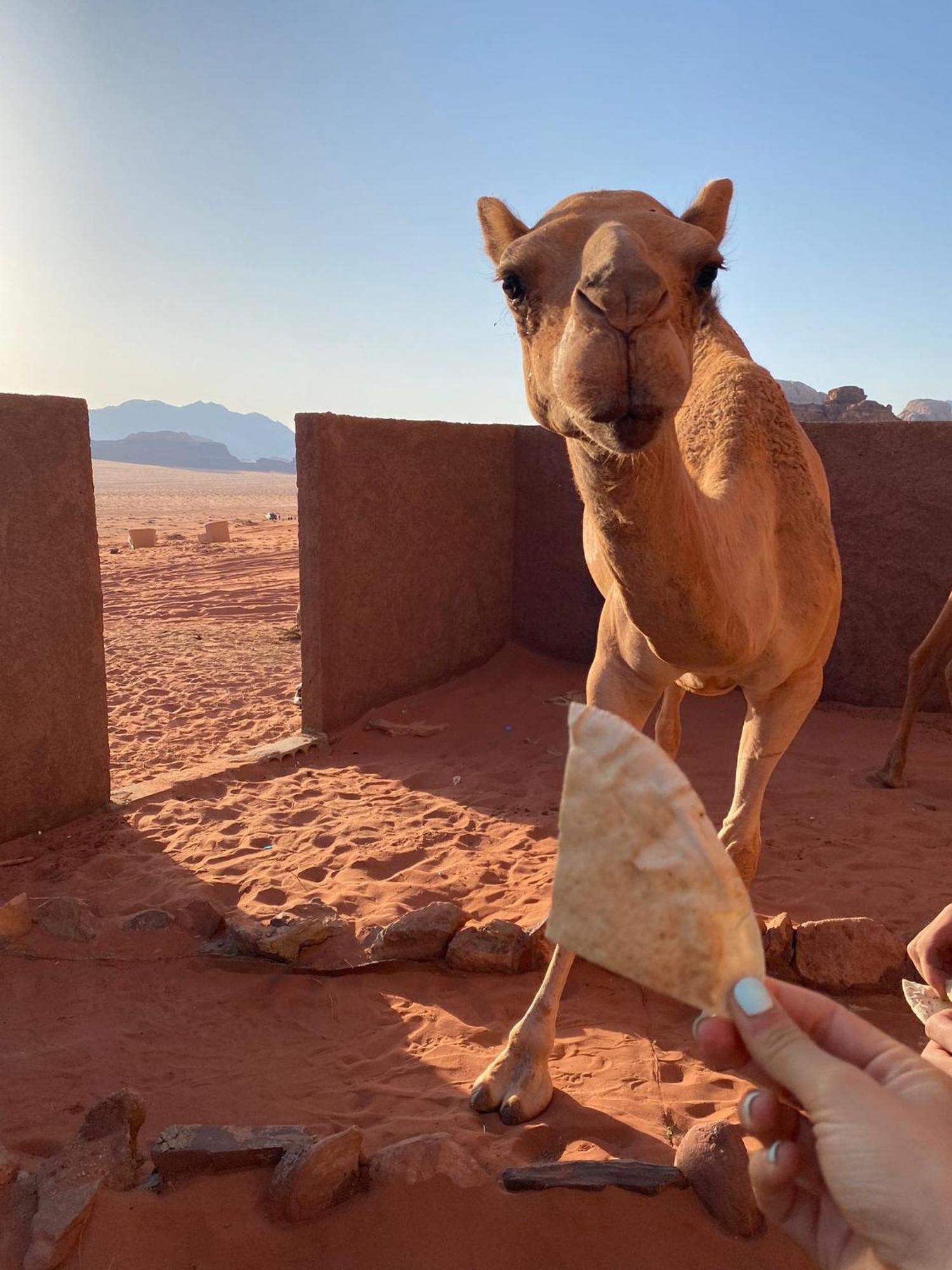 Omar Ghazi Camp Hotel Wadi Rum Exterior foto