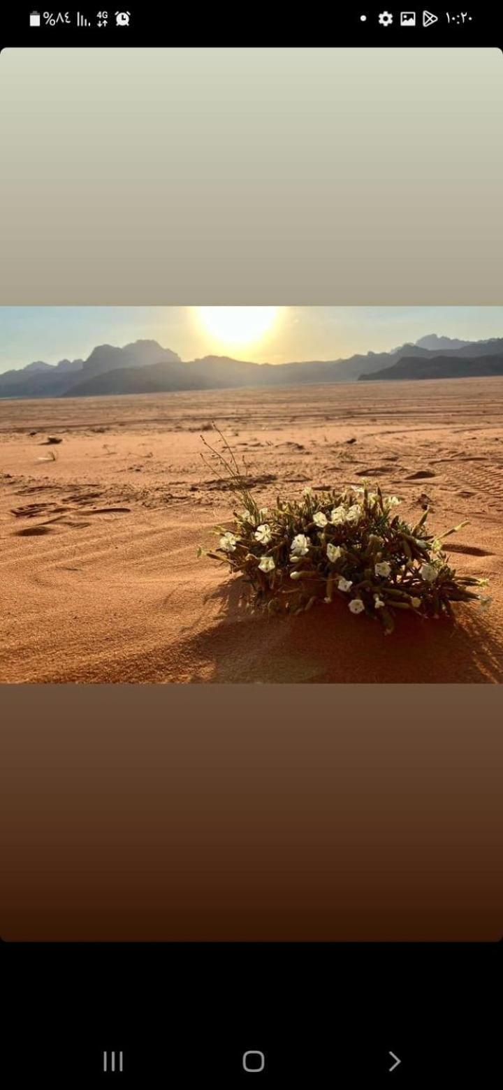 Omar Ghazi Camp Hotel Wadi Rum Exterior foto
